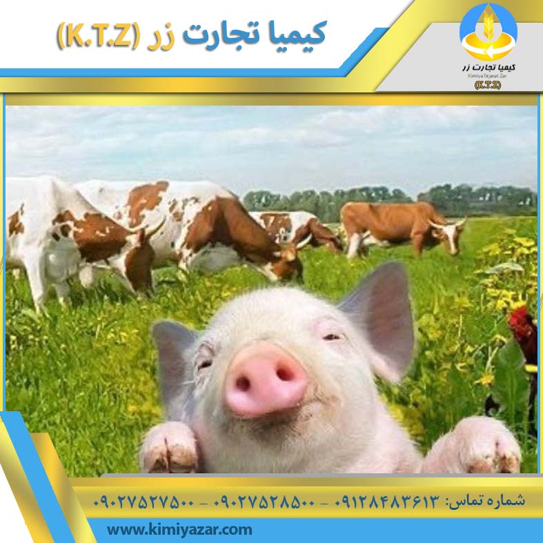 دانه های مورد استفاده در خوراک دام