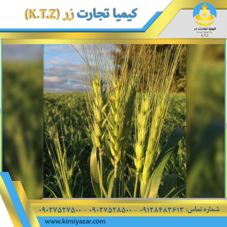 قیمت جو در سال ۱۴۰5