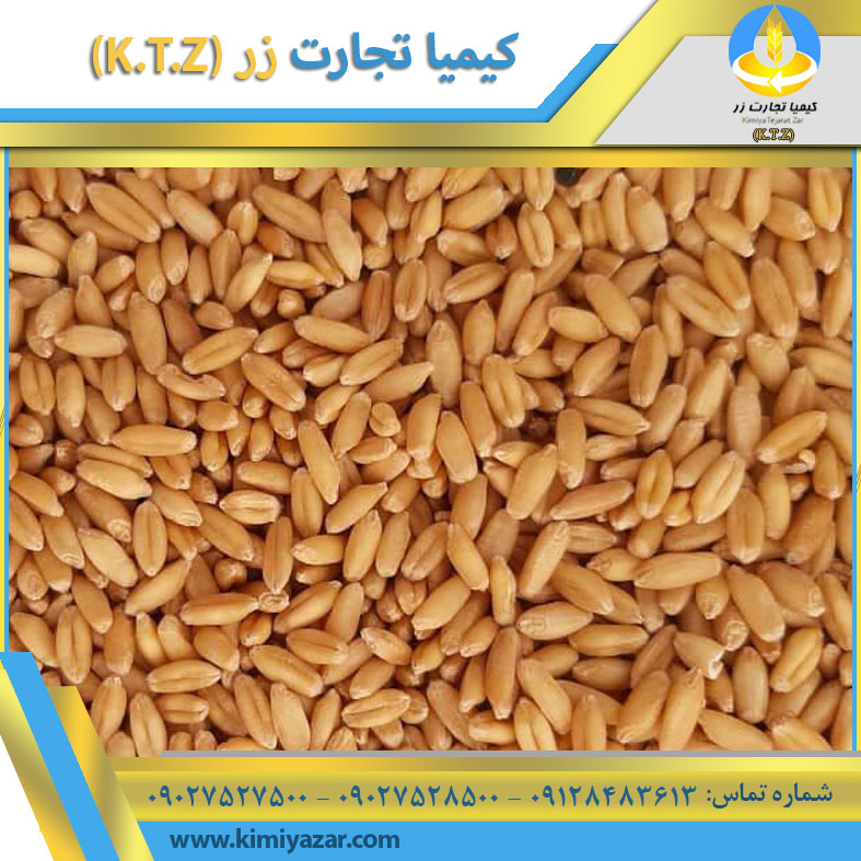 مرکز فروش گندم مرغی در تهران