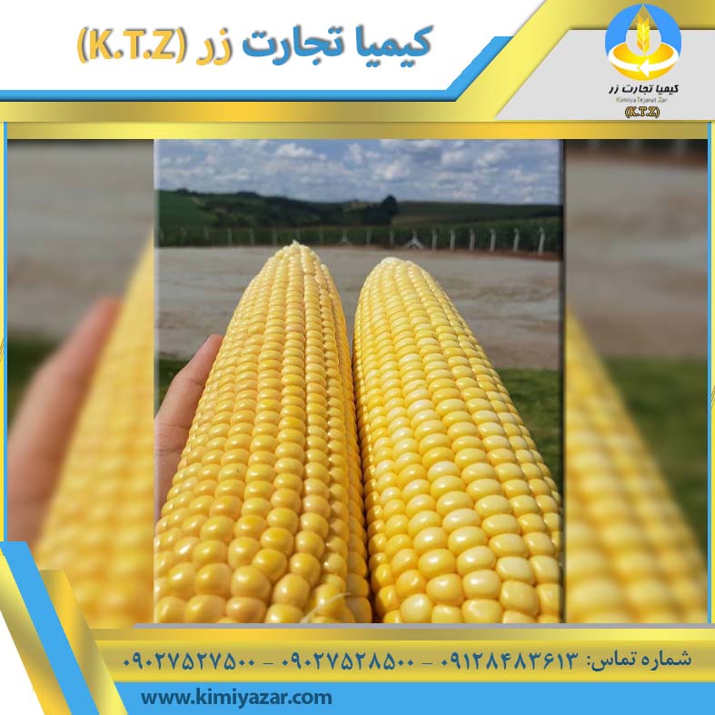 مرکز فروش ذرت دانه ای