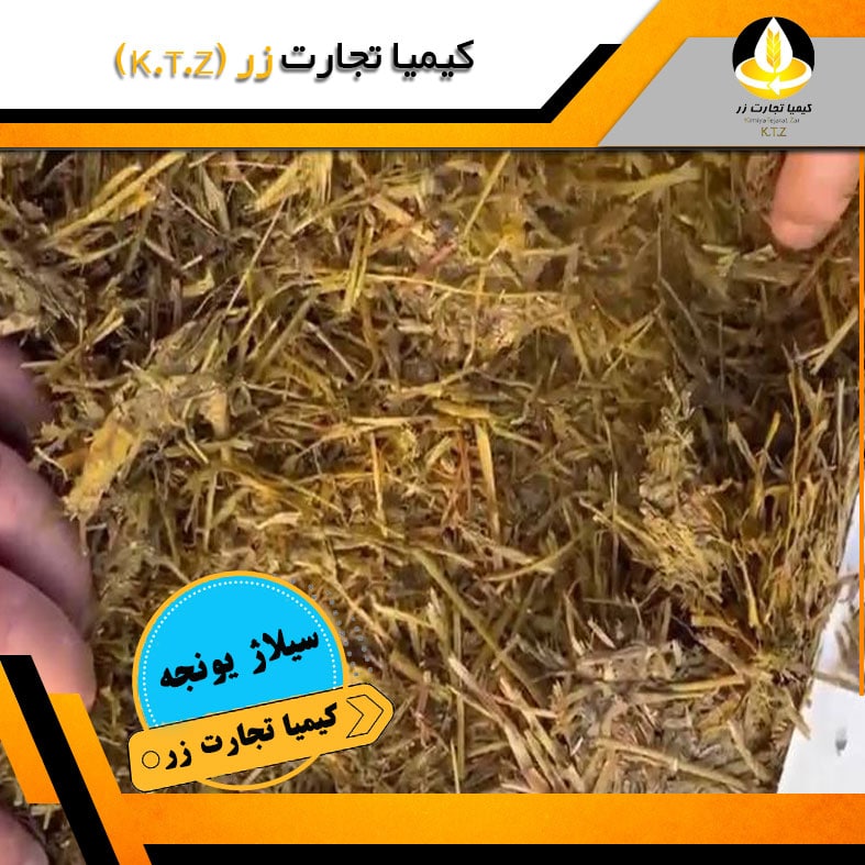 مزایا و معایب سیلاژ یونجه