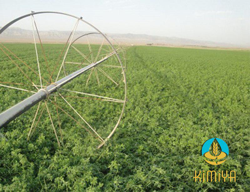خرید و فروش یونجه