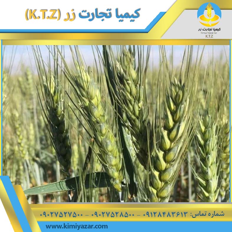 گندم داخلی تهران