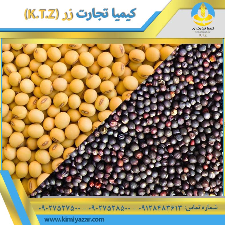 دانه کلزا فارس