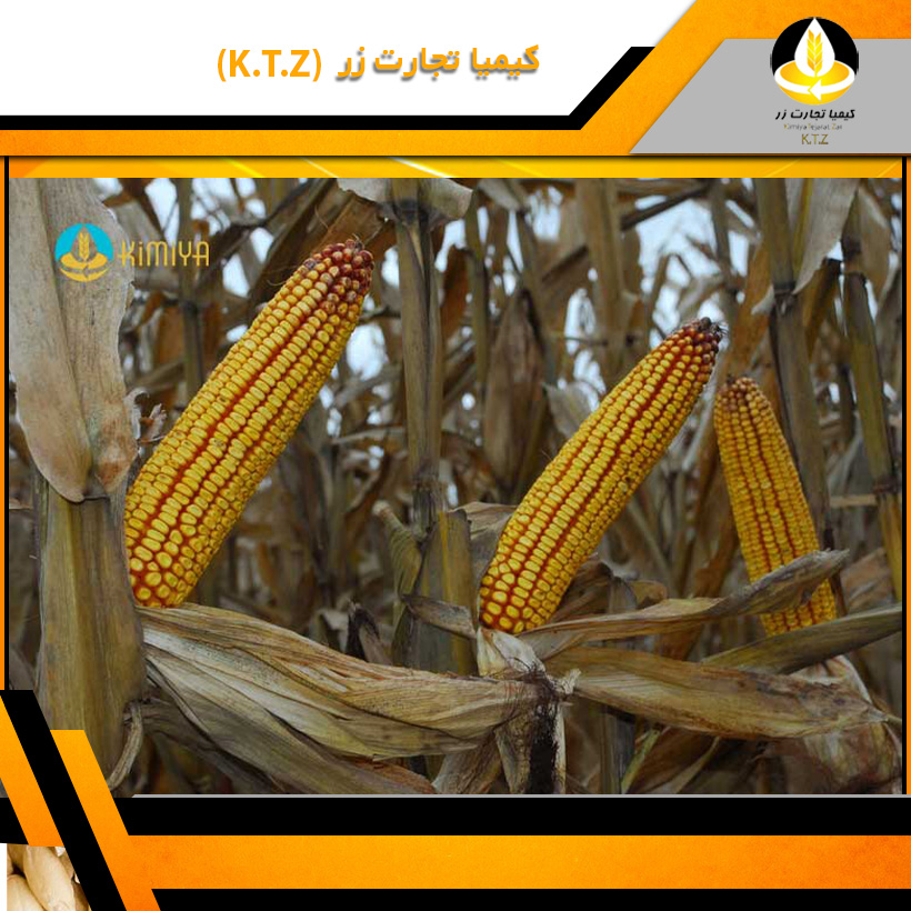 فروش ذرت داخلی