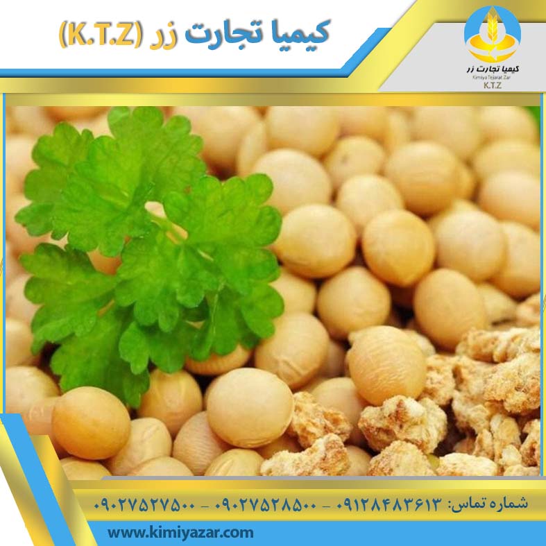 دانه سویا گیلان
