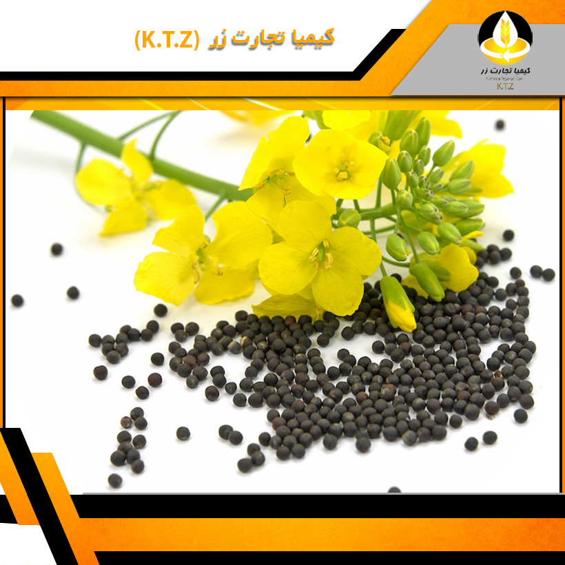 فروش کلزا داخلی