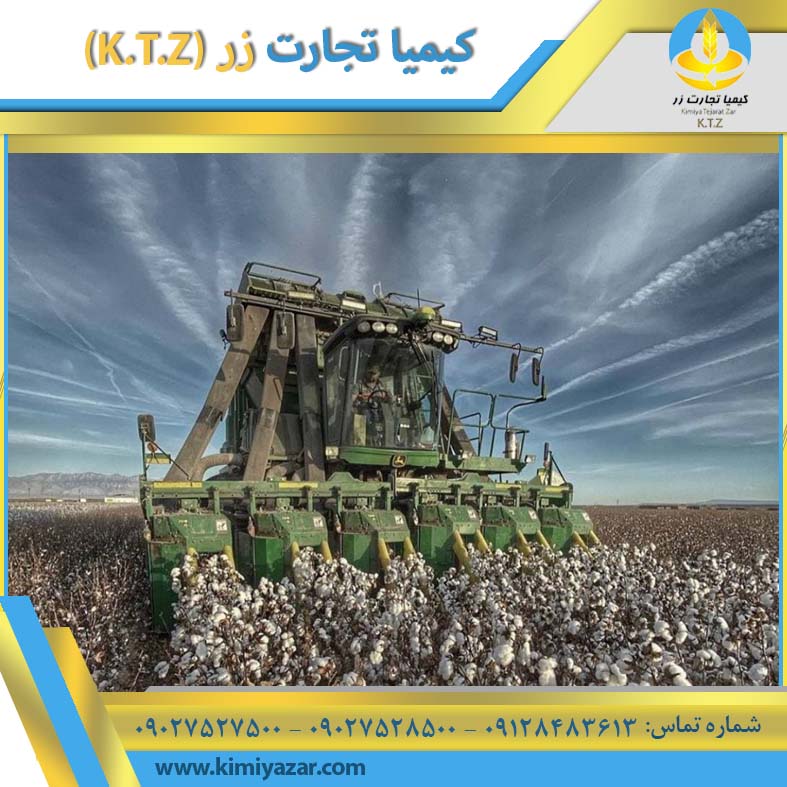 کنجاله تخم پنبه قم