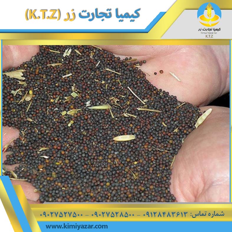 خرید و فروش دانه کلزا خوزستان
