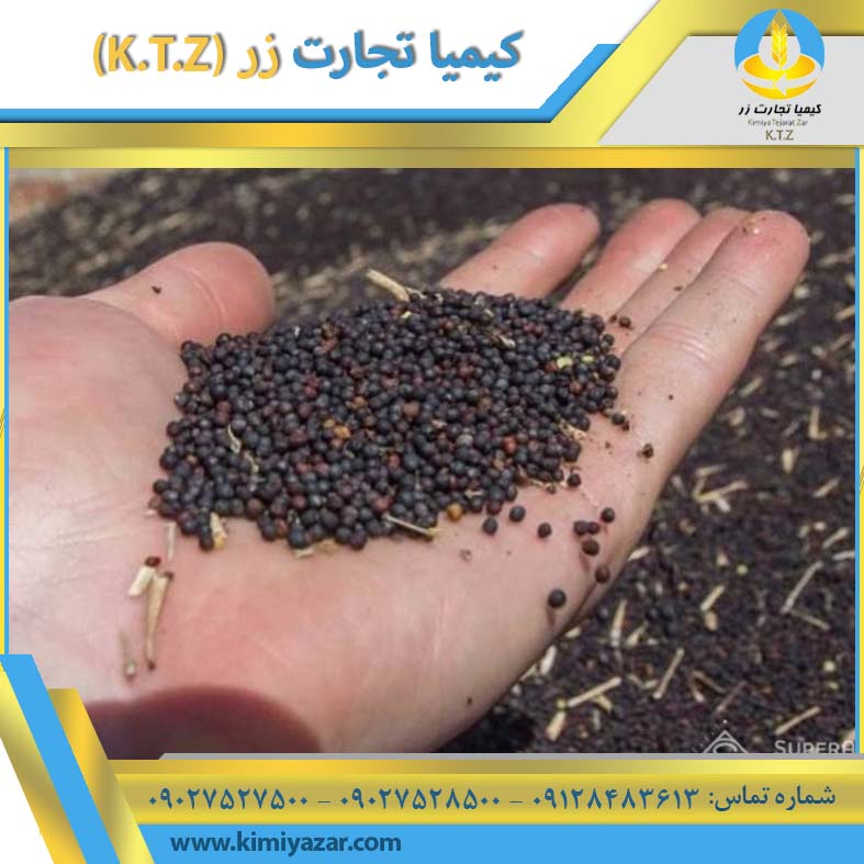 دانه کلزا کرمانشاه