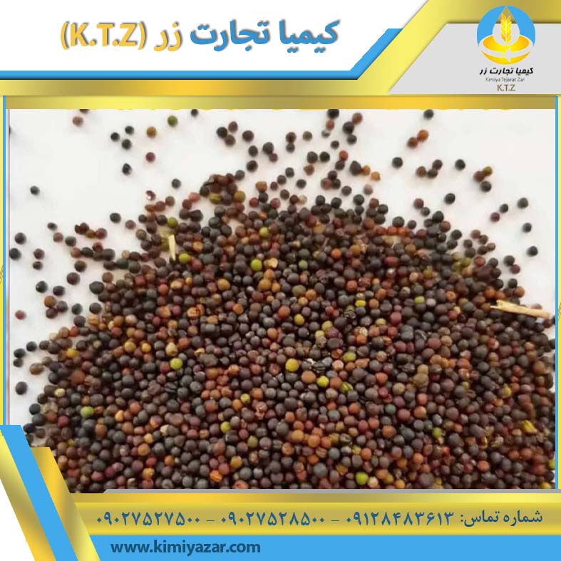دانه کلزا مازندران