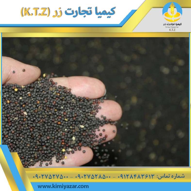 دانه کلزا گلستان