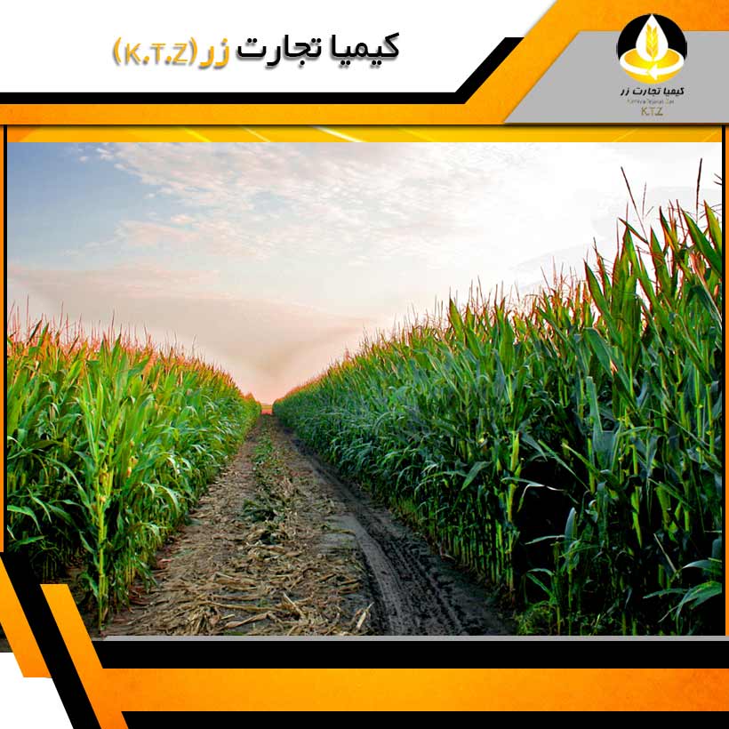 ذرت برزیل چابهار