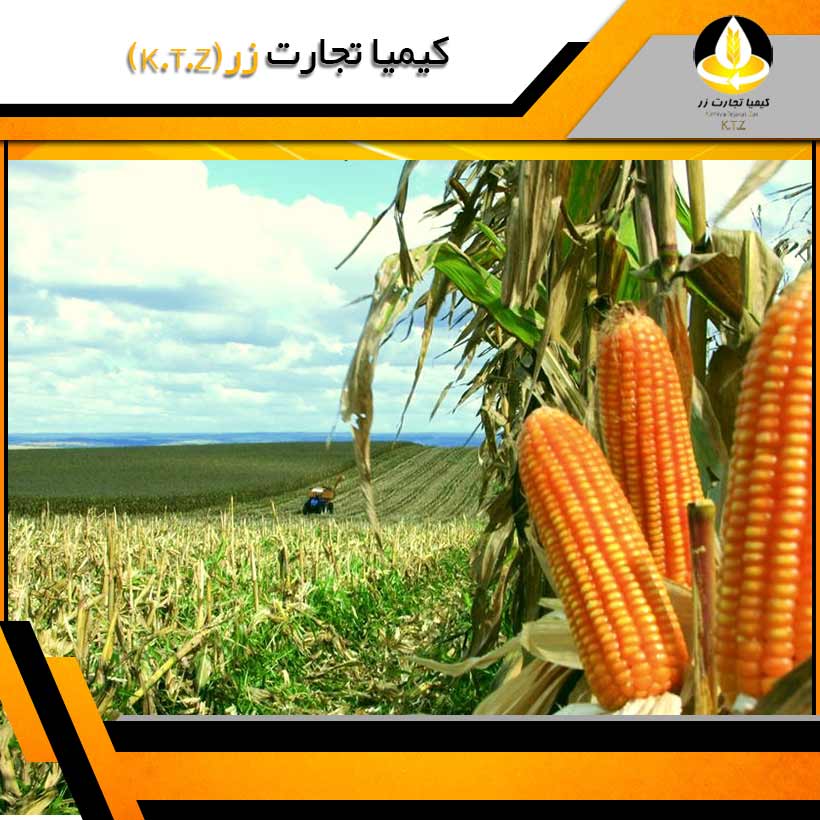 ذرت برزیل دزفول