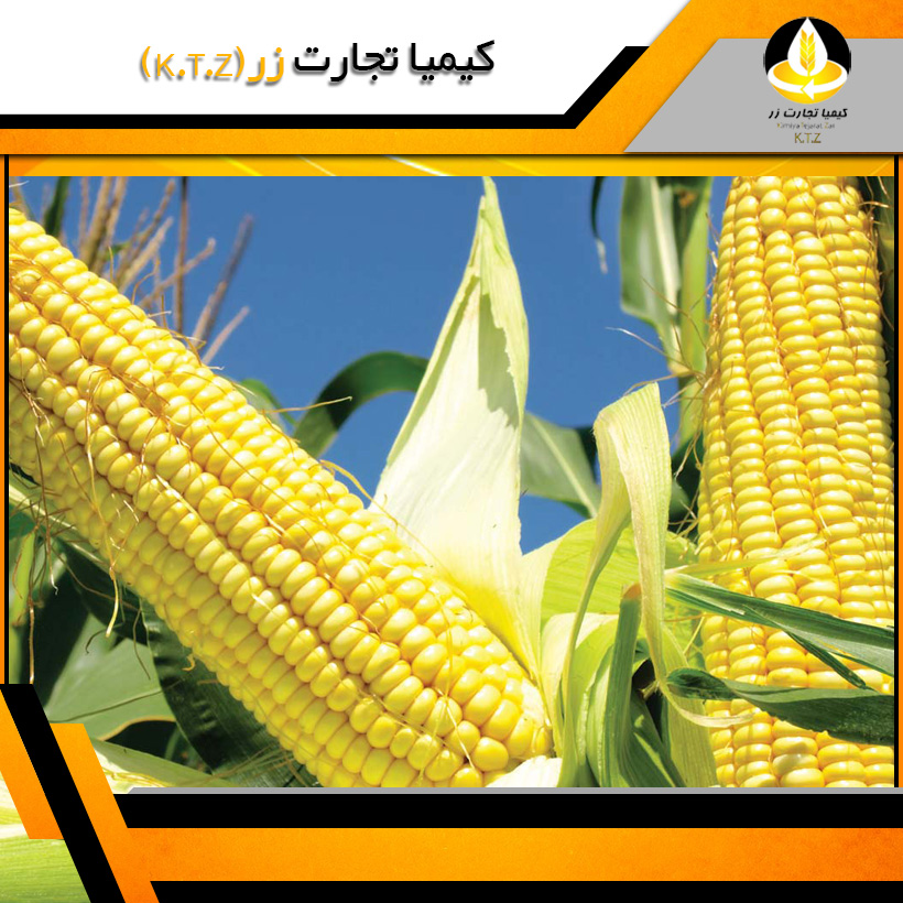 ذرت روس بندر آستارا
