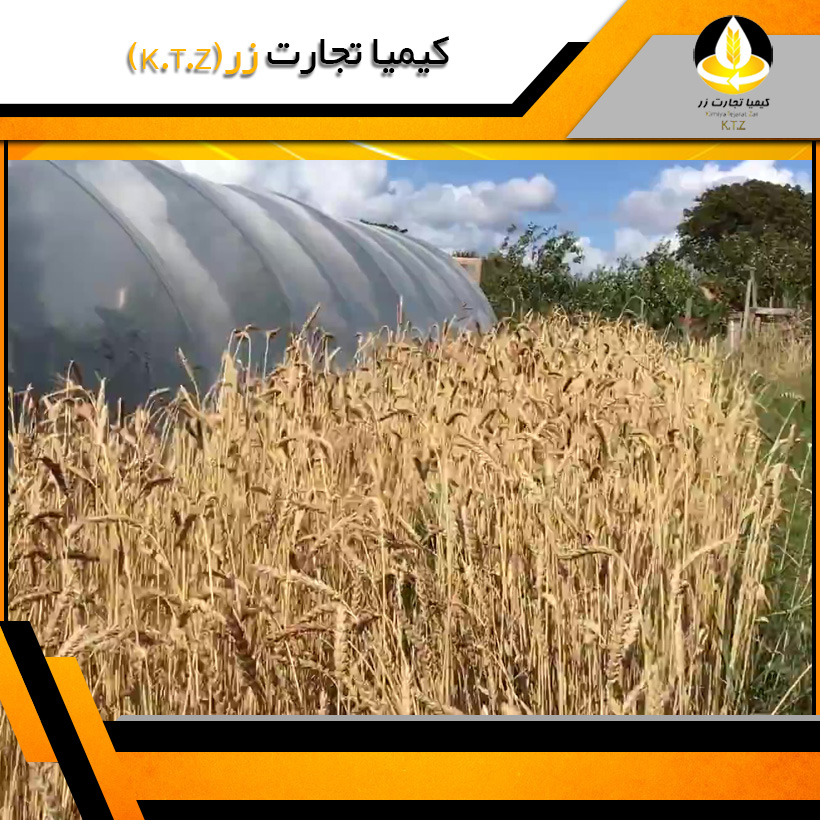 گندم خارجی روسیه