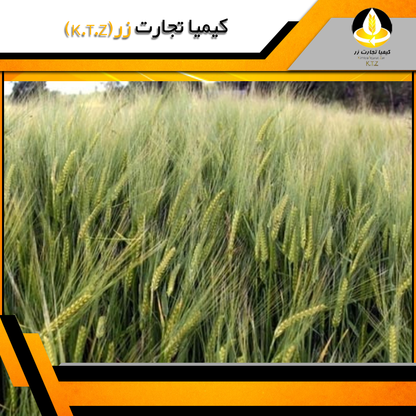لیست قیمت روز جو لیتوانی
