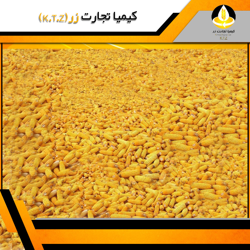 ذرت روس فریدونکنار