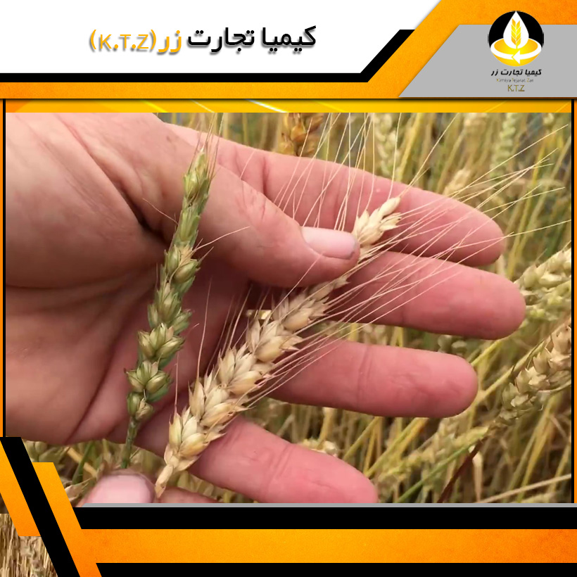 گندم خارجی قزاقستان