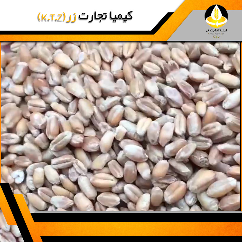 گندم خارجی اوکراین