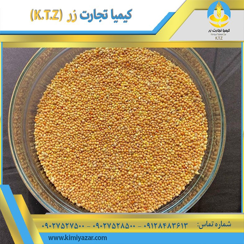 ارزن زرد روسیه