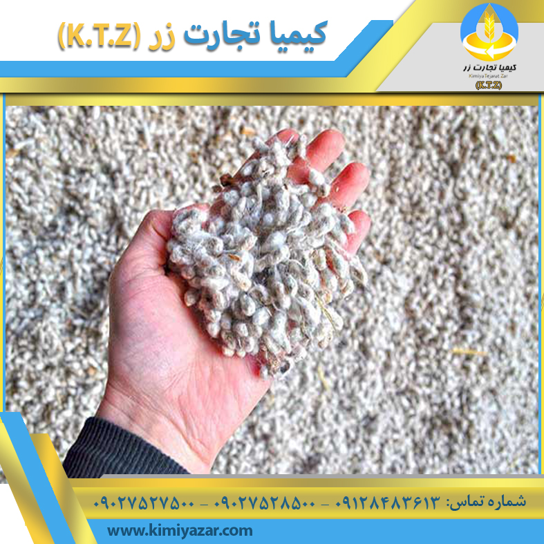 تخم پنبه قم 