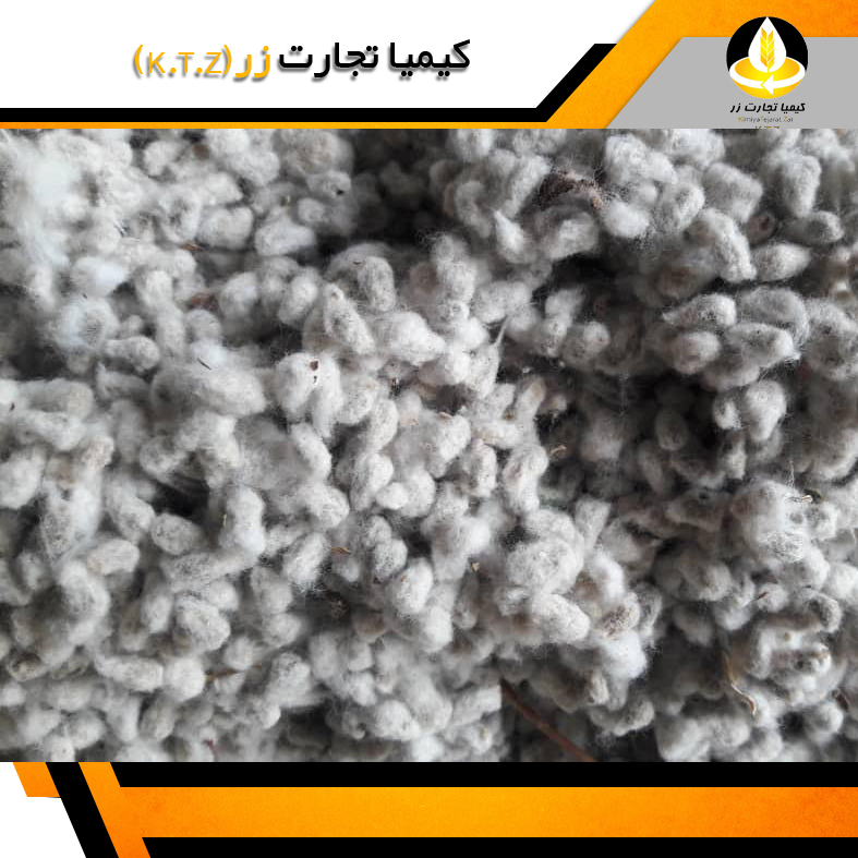 پنبه دانه خراسان شمالی