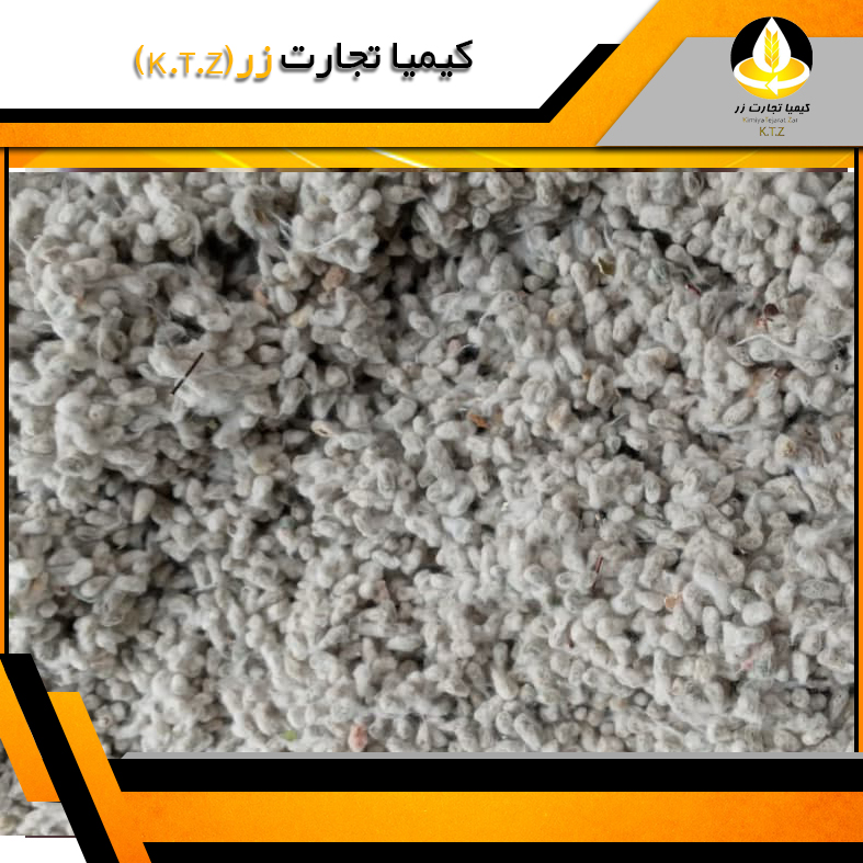 تخم پنبه داراب