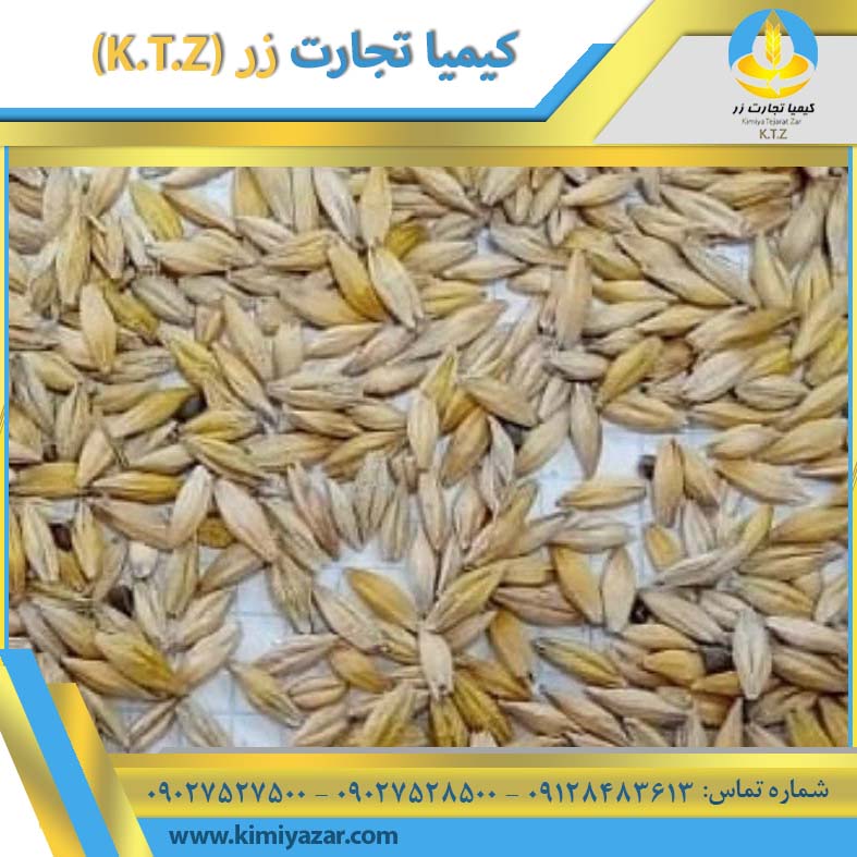 جو روس بندر امیرآباد (مدلل)