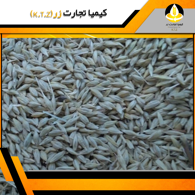 جو مرودشت