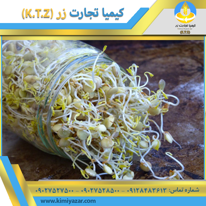 جوانه ذرت