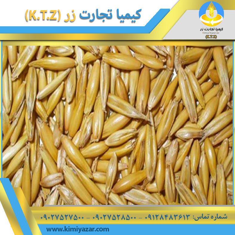 دانه جو دو سر