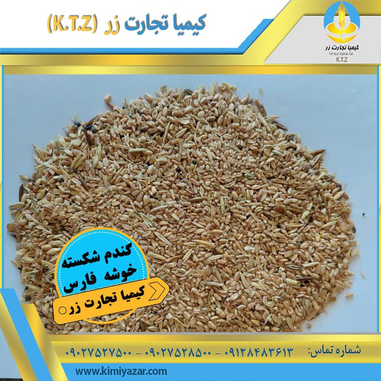 گندم شکسته خوشه شیراز