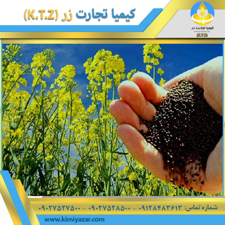 فروش کلزا داخلی