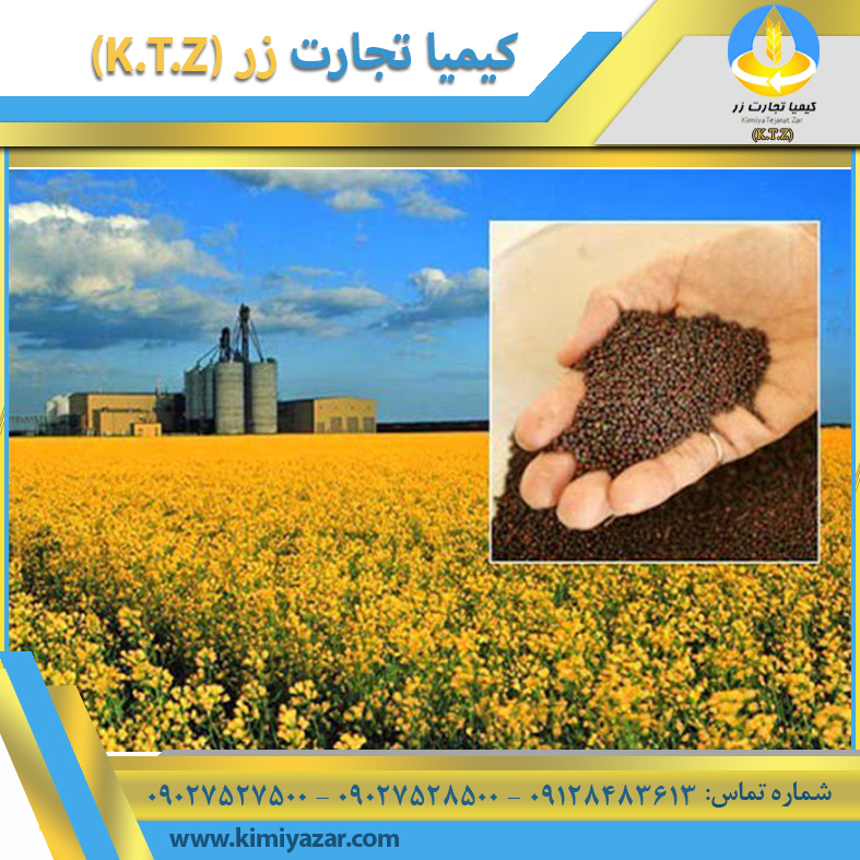 دانه کلزا یزد
