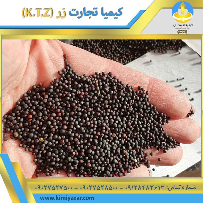 دانه کلزا زنجان