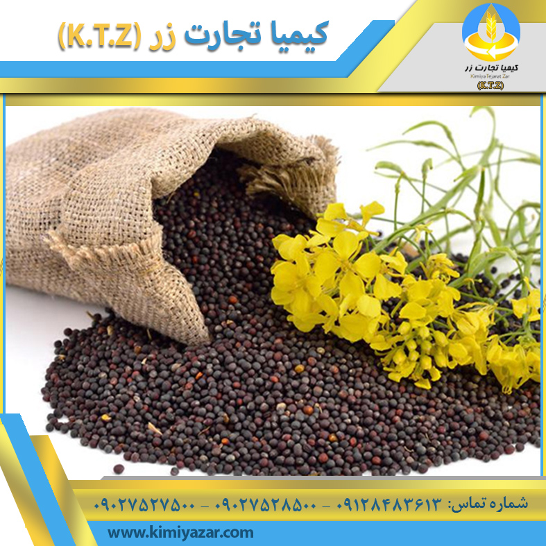 دانه کلزا خراسان رضوی