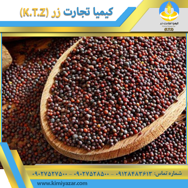 دانه کلزا البرز