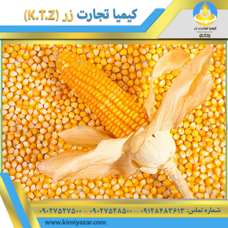 ذرت روس امیرآباد (مدلل)