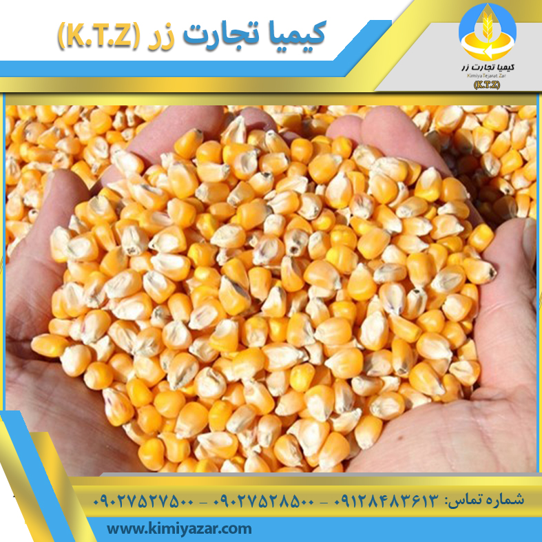 ذرت برزیل آمل 