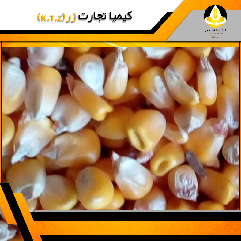 ذرت برزیل بندرامام