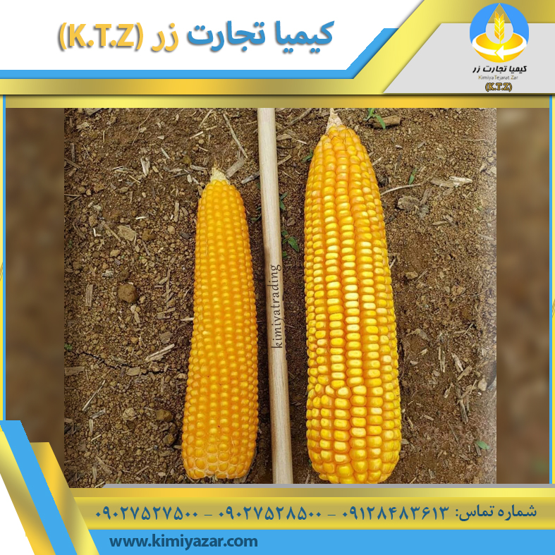 ذرت برزیل بندر امام مدلل