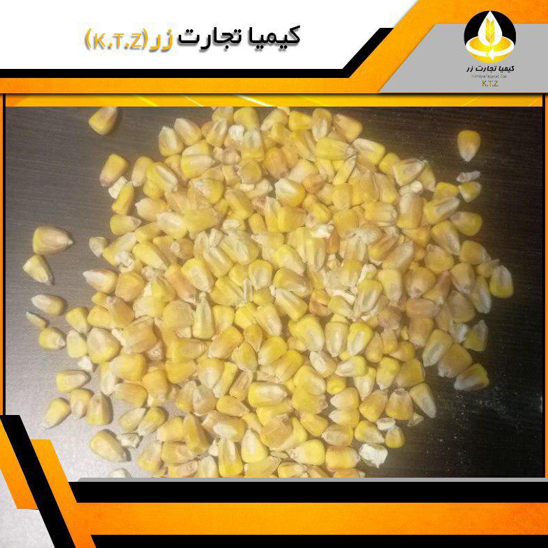 ذرت بلغارستان