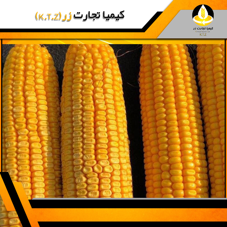 ذرت روس بندر انزلی