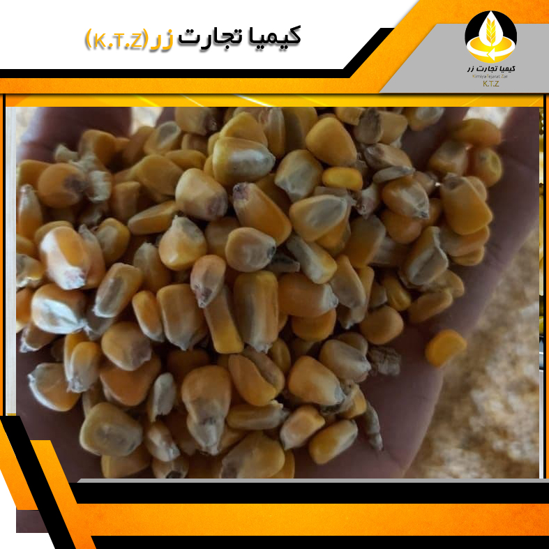 ذرت داخلی سرپل ذهاب