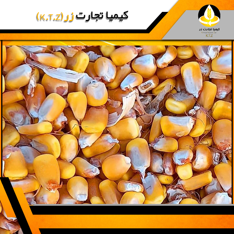ذرت روس بندر نوشهر