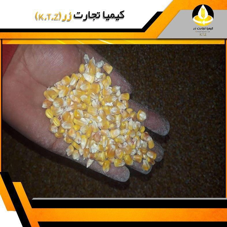 ذرت روس بندر نوشهر