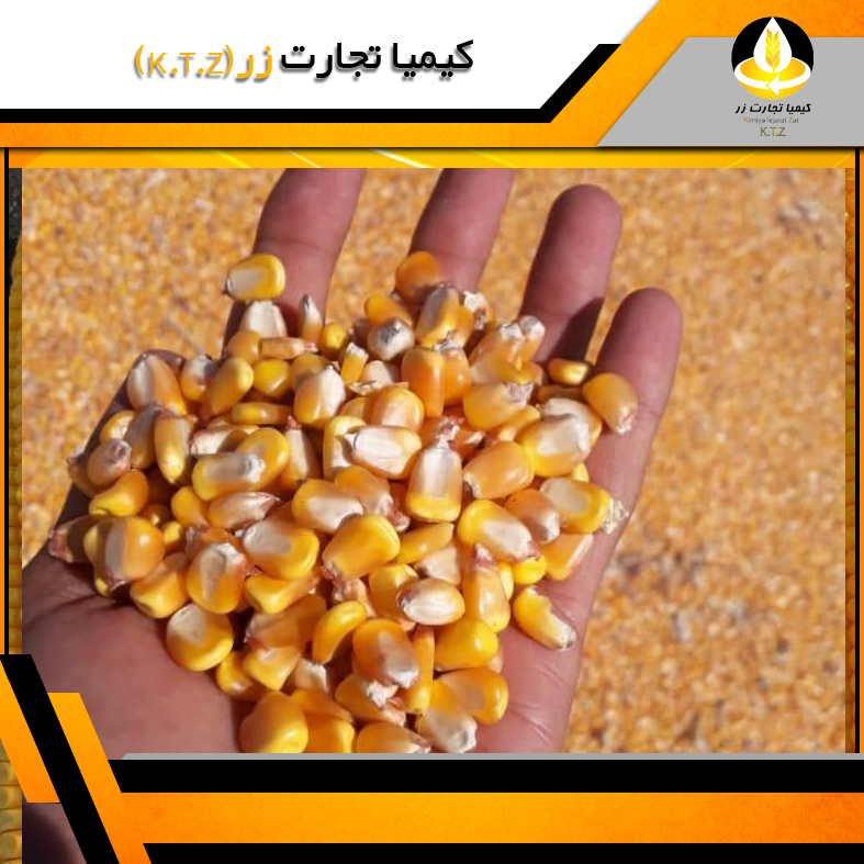 ذرت داخلی کرمان