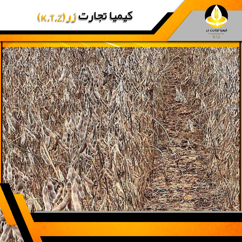 دانه سویا کانادایی