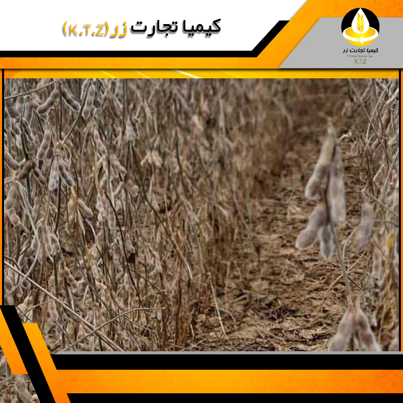 دانه سویا آمریکایی